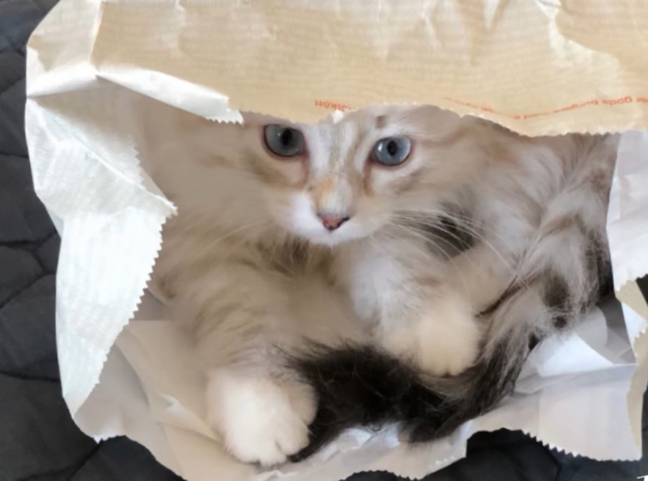 Neva Masquerade Olena